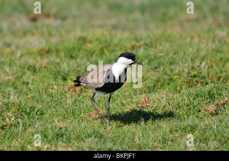 Sporn-winged Kiebitz Vanellus Spinosus in Grünland Stockfoto