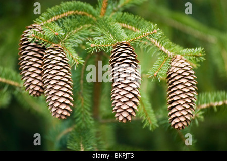 Niederlassung und Kegel des östlichen Weymouthskiefer, Pinus Strobus Var Weeping Stamm, USA, Nordamerika, Sosna Amerykanska, wejmutka Stockfoto