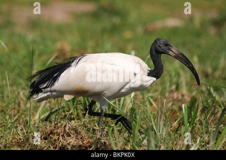 Sacred Ibis Threskiornis Aethiopicus Fütterung in nassen Wiesen Stockfoto