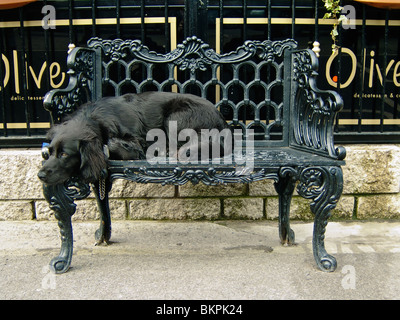 Ein schwarzer Hund wartet auf seinen Meister in einer bequemen Position vor einem café Stockfoto