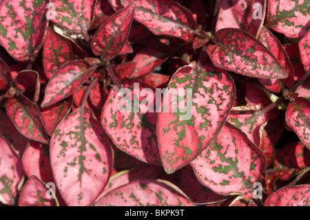 Nahaufnahme der Blätter von Hypoestes „Red Splash Select“, einer Pünktchenpflanze mit leuchtendem rot-grün gesprenkelten Laub. Stockfoto