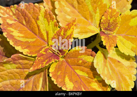 Bunte gelbe und bronzene Blätter von coleus „Freckle Gold“ (Solenostemon scutellarioides) in einem Blick aus der Nähe des Gartens. Stockfoto
