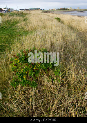 Ein einsamer Veronica Busch in den Gräsern der Sanddünen auf Schären Beach, North County Dublin, Irland Stockfoto