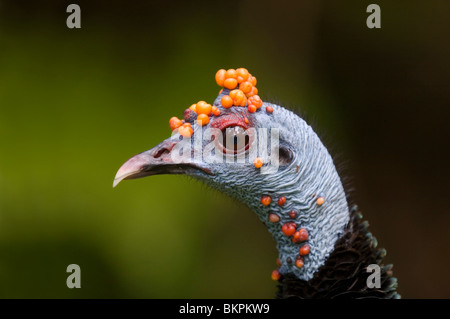 PFAUENTRUTHUHN männlich Closeup (Agriocharis Ocellata) Tikal National Park, Guatemala. Stockfoto