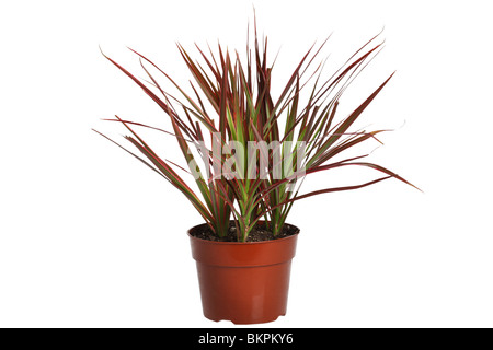 Dracaena Marginata Bush Stockfoto