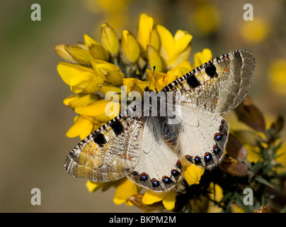 Pijpbloemapollo, Archon Apollinus, False Stockfoto