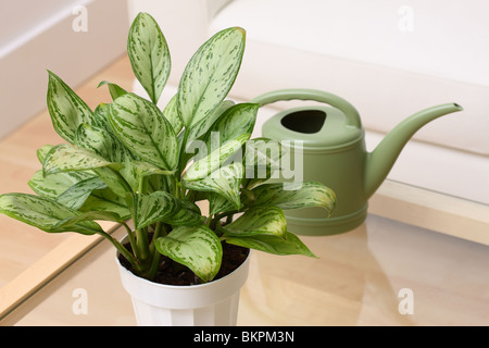 Aglaonema Maria Christina Evergreen Stockfoto