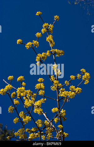 Gelbe Frühlingsblumen von Cornus Mas, Cornelian Cherry, Domwood, Cornales, Europa, europäischer Abstammung, Hartriegel Stockfoto