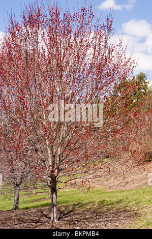 Rote Feder Knospen der rot-Ahorn, Acer Rubrum 'Franksred' Red Sunset Stockfoto