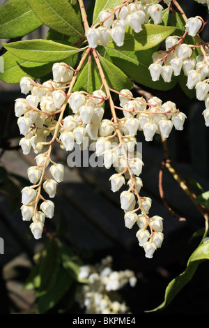 Die weiße duftende Blume des Strauches Pieris oder Lily Of The Valley. Epsom, Surrey, England, UK. Stockfoto