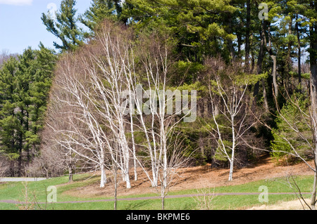 Anfang Frühling American White Birch, Kanu-Birke, Betulaceae, Papier-Birke, Betula Papyrifera Stockfoto