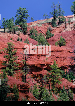 Ponderosa-Kiefern und Wacholder wächst auf den roten Sandstein und Kalksteinen Klippen in Devils Tower National Monument, Wyoming, USA Stockfoto