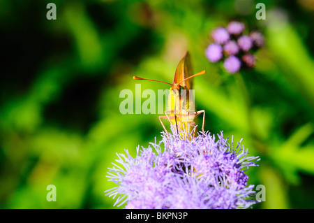 Orange Schwefel Fütterung auf eine Blume Stockfoto