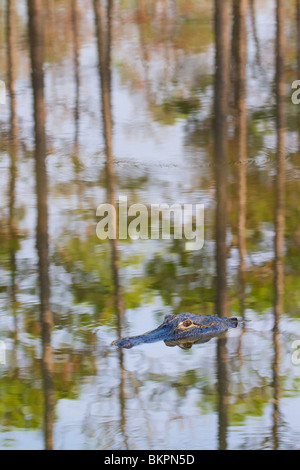 Eine Landschaft mit Alligator. Stockfoto