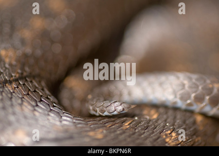 Schubbenpatroon van de Staart van Een Addierer, Detail des Hecks einer gemeinsamen Viper (Vipera Berus) Stockfoto