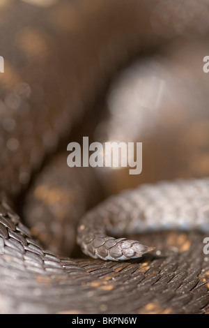 Schubbenpatroon van de Staart van Een Addierer, Detail des Hecks einer gemeinsamen Viper (Vipera Berus) Stockfoto