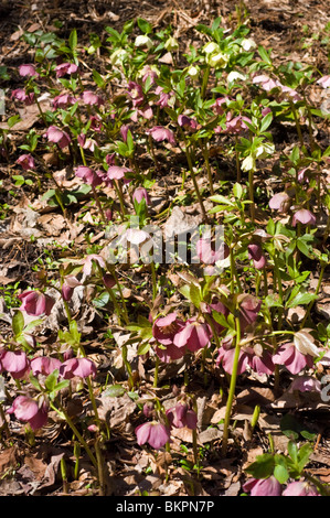 Rosa violette Blüten der Frühlingsfastenrose, Helleborus orienalis, Ranunculaceae blühen in einem Gartenbeet mit trockenen Blättern. Stockfoto