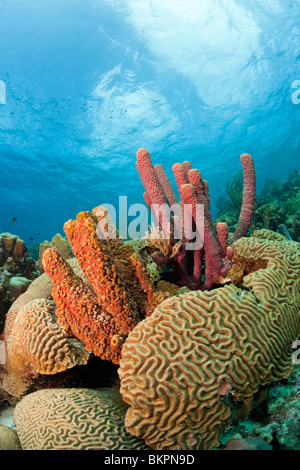 Ofenrohr Schwamm (Aplysina Archeri) und Korallen auf einer wunderschönen tropischen Riff in Bonaire, Niederländische Antillen. Stockfoto