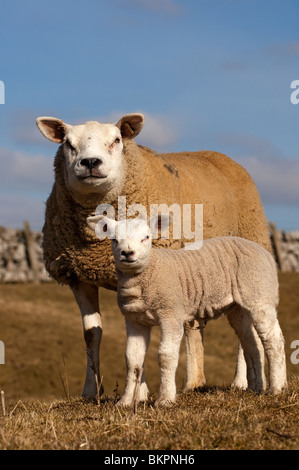 Ewe und junge Lammfleisch von Texel. Zeitigen Frühjahr Stockfoto