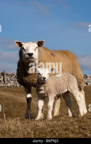 Ewe und junge Lammfleisch von Texel. Zeitigen Frühjahr Stockfoto