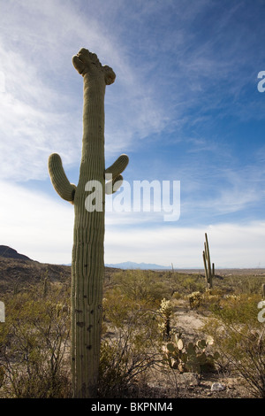 Crested Saguaro Kaktus Carnegiea Gigantea, im Saguaro National Park, Tucson, Arizona. Stockfoto