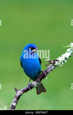 Indigo Bunting, Single, Passerina cyanea Stockfoto