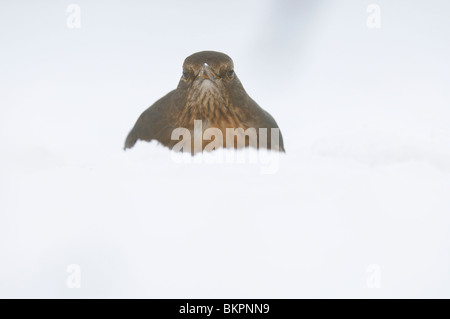 Vooraanzicht Vrouw Merel in de Werk; Vorderansicht weibliche Amsel im Schnee Stockfoto