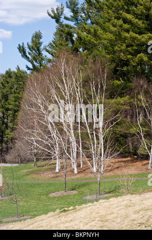 Anfang Frühling American White Birch, Kanu-Birke, Betulaceae, Papier-Birke, Betula Papyrifera Stockfoto