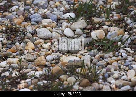 Flussregenpfeifer, Nest, Eiern, Charadrius, Dubius, Flußregenpfeifer Stockfoto