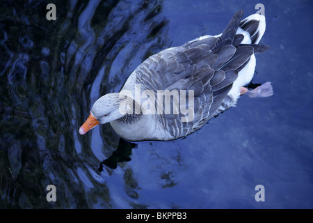 Graue Ente Schwimmen im blauen See Vogel Luftbild Stockfoto