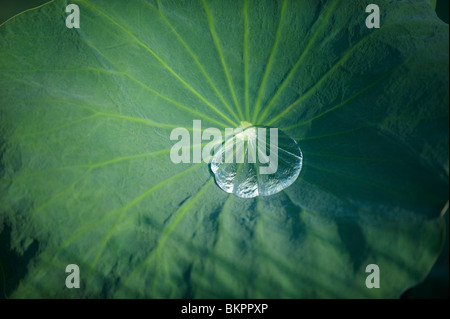 Wassertropfen auf Lilie Blatt Stockfoto