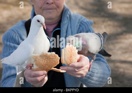 Ältere Frau Vogel füttern Brot zu zwei Tauben Vögel auf ihre Hände. England, Großbritannien, Großbritannien Stockfoto