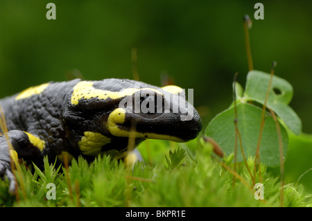 Porträt von einem Feuersalamander Stockfoto