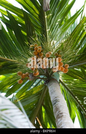 Areca Palme (Areca Catechu) mit Areca Muttern (Betelnuts) Stockfoto