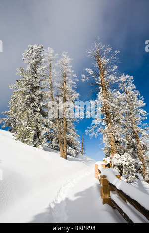 Bryce Canyon Trail, der zum Bryce Point, Tiefschnee nach Sturm führt. Stockfoto