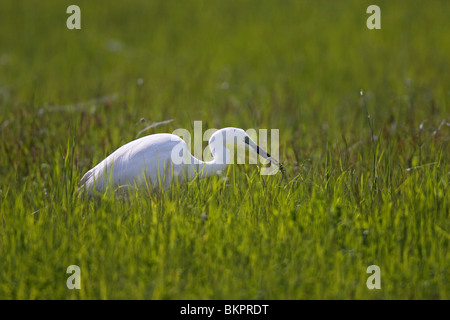 Silberreiher Casmerodius Albus Silberreiher Stockfoto