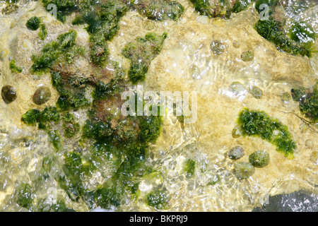 Algen aus Mittelmeer, grünen Algen im Wasser Küste Stockfoto