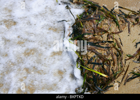 Algen aus Mittelmeer, grünen Algen im Wasser Küste Stockfoto