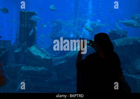Muslimische Frau vor aquarium Stockfoto