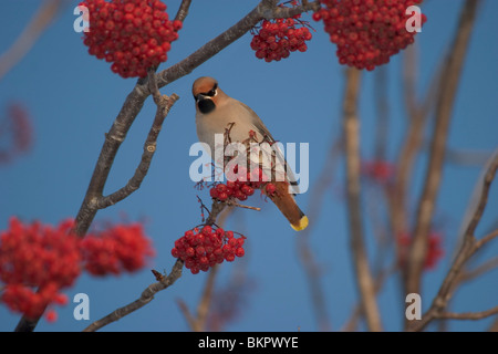 Böhmische Seidenschwanz sitzend auf AST Essen Moumntain Asche Beeren Winter Anchorage AK SC Stockfoto