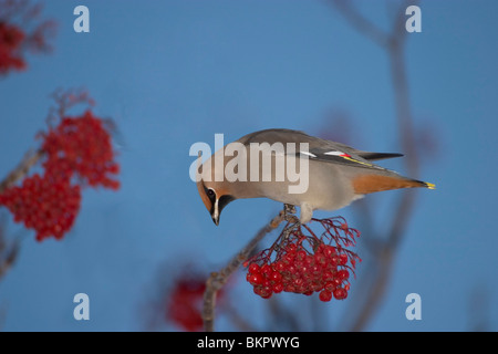 Böhmische Seidenschwanz sitzend auf AST Essen Moumntain Asche Beeren Winter Anchorage AK SC Stockfoto