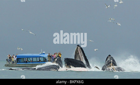 Tour Boot Besucher beobachten Buckelwale Blase net Futter für Hering in der Nähe von Juneau im Sommer Stockfoto