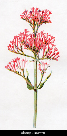 Bekannte wilde Blume - rot Baldrian Stockfoto
