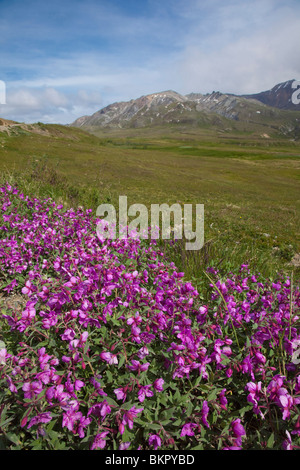 Panoramablick in der Nähe der Eielson Visitor Center mit Zwerg Weidenröschen in Blüte, im Denali-Nationalpark, Alaska Stockfoto