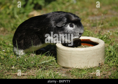 Crested Meerschwein Stockfoto