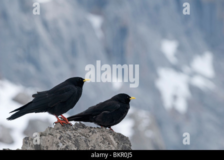 Alpine oder Yellow-billed Alpenkrähe (Pyrrhocorax Graculus), Zentralmassiv, Picos de Europa, Spanien Stockfoto