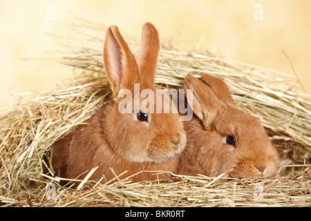 Neuseeländer / Kaninchen Stockfoto