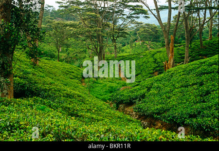 Sri Lanka, Kandy. Teegärten verdecken die Hügel in der Nähe von Kandy Hantane Eastate und Teefabrik und Ceylon-Tee-Museum. Stockfoto