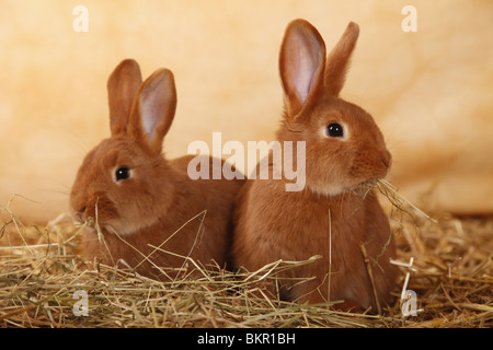 Neuseeländer / Kaninchen Stockfoto