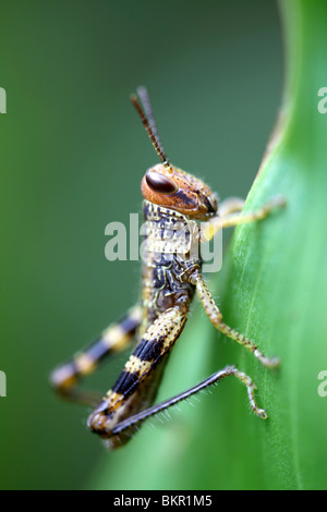 Heuschrecke-Nymphe Stockfoto